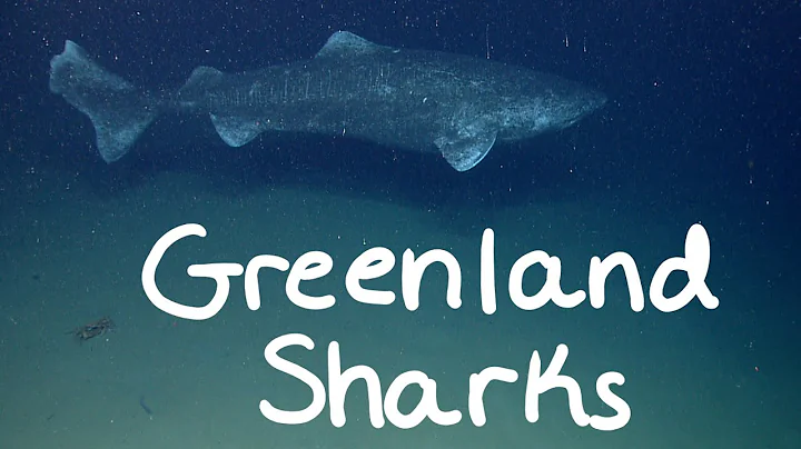 How Greenland Sharks Can Live for 500+ Years │ How This Works