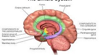 2014 Personality Lecture 16: Extraversion & Neuroticism (Biology & Traits)