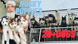 Best husky kennel of India😍All time puppy available😧20+husky🤪(Husky kennel)