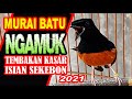 MURAI BATU NGAMUK..TEMBAKAN KASAR..MASTERAN PILIHAN UNTUK BURUNG JUARA