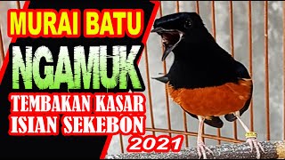 MURAI BATU NGAMUK..TEMBAKAN KASAR..MASTERAN PILIHAN UNTUK BURUNG JUARA