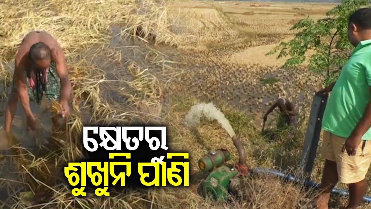 Kakatpur farmers in stress as unseasonal rain destroys paddy crops ...