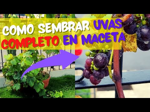 Video: Árbol de uva brasileño: descripción, cultivo en casa