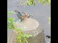 捕食成功→着地失敗w【カワセミ兄弟】