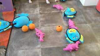 Associative Play and Enrichment With The Six Pawsitive Mascots