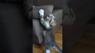 Уличный котёнок раздирает диван #Cat named Cat #Кошка