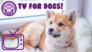 Deep Relaxation Chill TV for Dogs! Anti Anxiety TV and Music for Dogs!