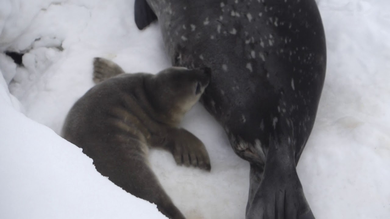 세종기지+물범+젖먹이기