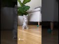 子猫が頑張って踊ってるの可愛いww