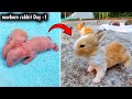 Rabbit growth  baby rabbit care day by day   rabbits grow up