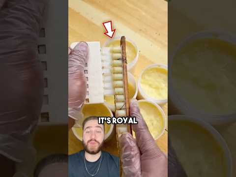 This Isn’t Honey, It’s What Turns a Bee Into a Queen!
