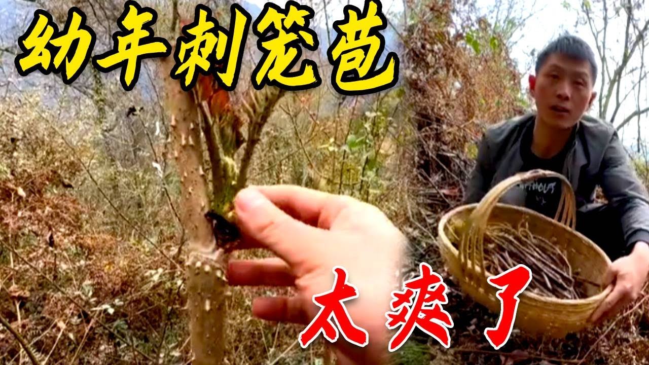 刺籠苞和蕨菜都出來了，這次一口氣摘完，太解壓了！#川農小韓 #mushroom #food #田園生活 #美食 #户外