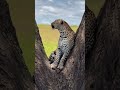 @PoriQuestSafaris