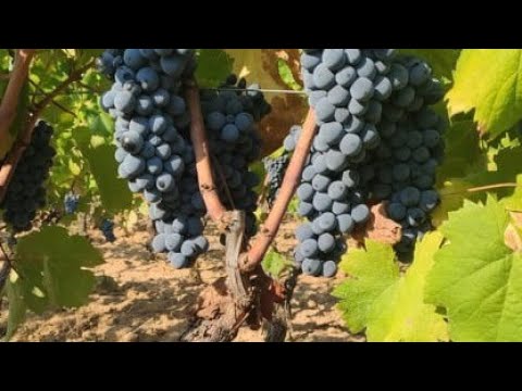 Video: Belle d'uva spesse - Ragioni per le uve con buccia spessa