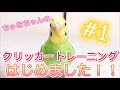 ちゅなちゃんと、クリッカートレーニング！#1【成長記録】