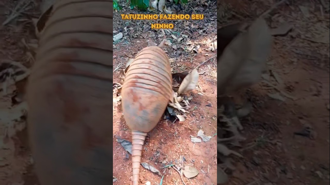 Para quem nunca viu tatu fazendo ninho