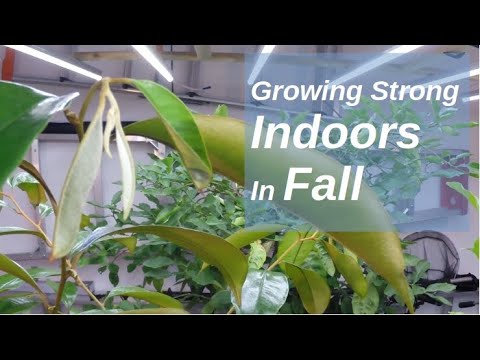 Grow A Star Apple (Caimito) Tree In Pot Indoors In Cold Climate