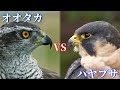 【最強対決】オオタカVSハヤブサ!!