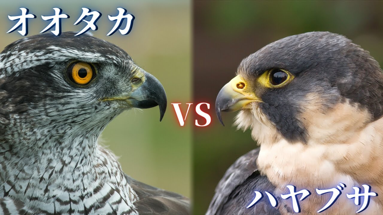 Goshawk VS Falcon. - YouTube