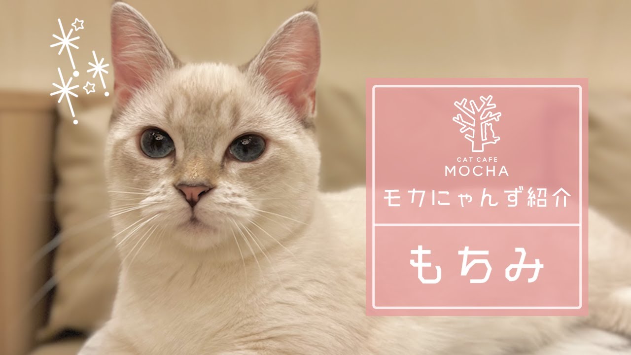 もちみ（マンチカン♀）イオンモール幕張新都心店 - YouTube