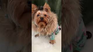 Warm And Fuzzy Winter Coat For My Dogshorts