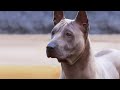 Thai Ridgeback - EXTREMELY Rare Guard Dog の動画、YouTube動画。