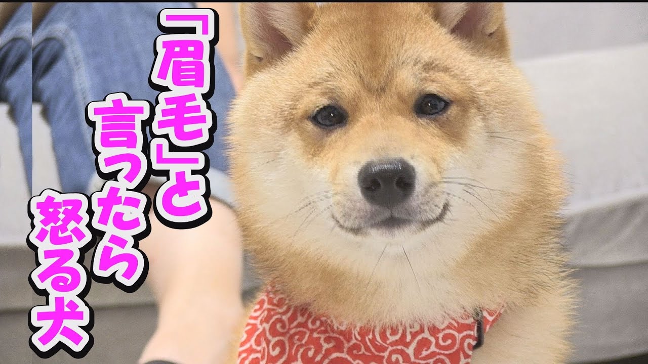 The Shiba Inu's black eyebrows suddenly appeared and he tried to