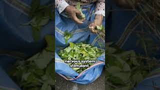 Top 10 Common Illegal Drugs A Quick Guide