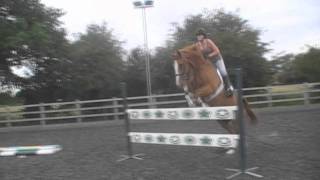 Flatwork and Jumping up to 1m20