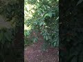 📞+998910408084 Вандергот урик енг ертаки летний урик кучати бор