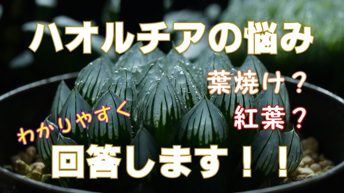 質問にお答えします ハオルチアが赤茶にくすむ原因と対処を初心者にも分かりやすく解説します 紅葉 葉焼け Youtube 質問にお答えします ハオルチアが赤茶にくすむ原因と対処を初心者にも分かりやすく解説します 紅葉 葉焼け Youtube
