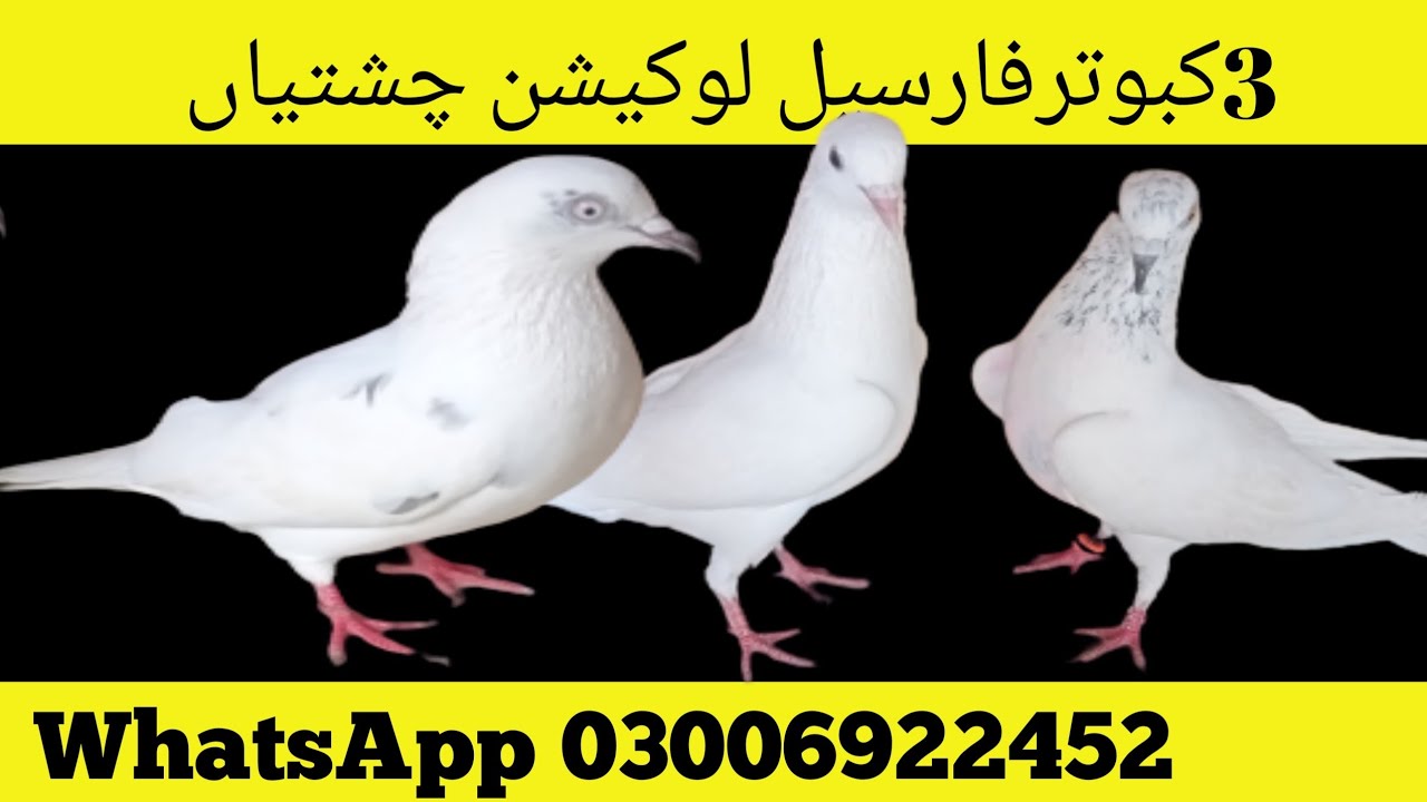 pigeon for sale in Pakistan WhatsApp 03006922452 nadeem pigeon tv