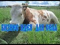 ТЕЛЯТА ПРОДАЖА 🐮//Бычки на мясо как бизнес идея. Мы пробурили скважину!