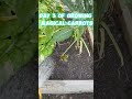 Day 3 of growing magic carrots #carrots #growingcarrots #plants #Jacksonfet8888 #purplecarrots