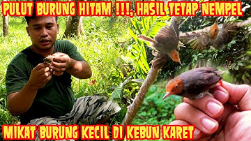 MIKAT BURUNG KECIL PRENJAK KEPALA MERAH PAKE PULUT BURUNG YANG UDAH MENGHITAM