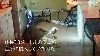 真夜中の台所に全長3.3メートルのワニが入り込んだら？　米フロリダ州