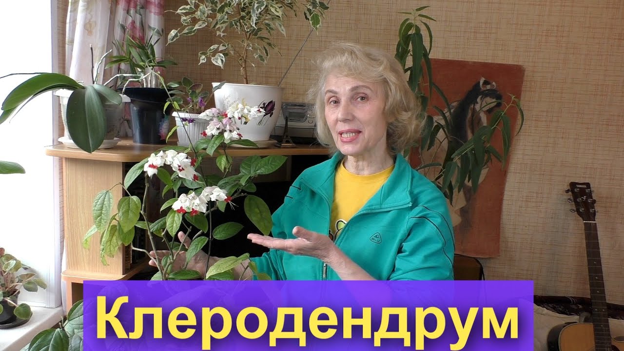 Клеродендрум госпожи Томпсон, Clerodéndrum,  как добиться цветения, уход, обрезка, размножение