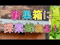 #17 間もなく自然入居？ 日本蜜蜂たちが探索（偵察）に来たよ！   日本みつばちの巣箱製作から捕獲段取り、探索蜂（偵察蜂）が来るまでを順にアップしています。