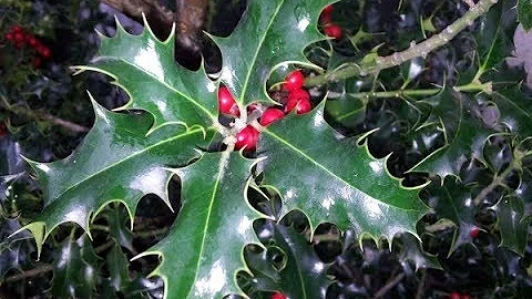 Cosa simboleggia l'agrifoglio?