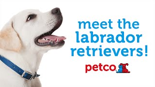 Labrador Retrievers: Meet the Dog Breed with Petco