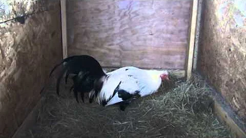 Hoskin Grey (Gene Frizzell)  over Kenneth grey hen