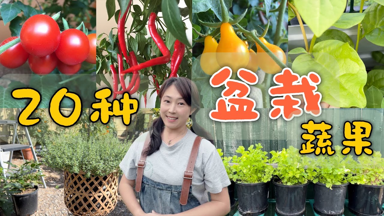 【种植106】20种可以种在花盆里的蔬果 | 20 kinds of vegetables and fruits that can grow in pots