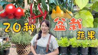 【种植106】20种可以种在花盆里的蔬果 | 20 kinds of vegetables and fruits that can grow in pots