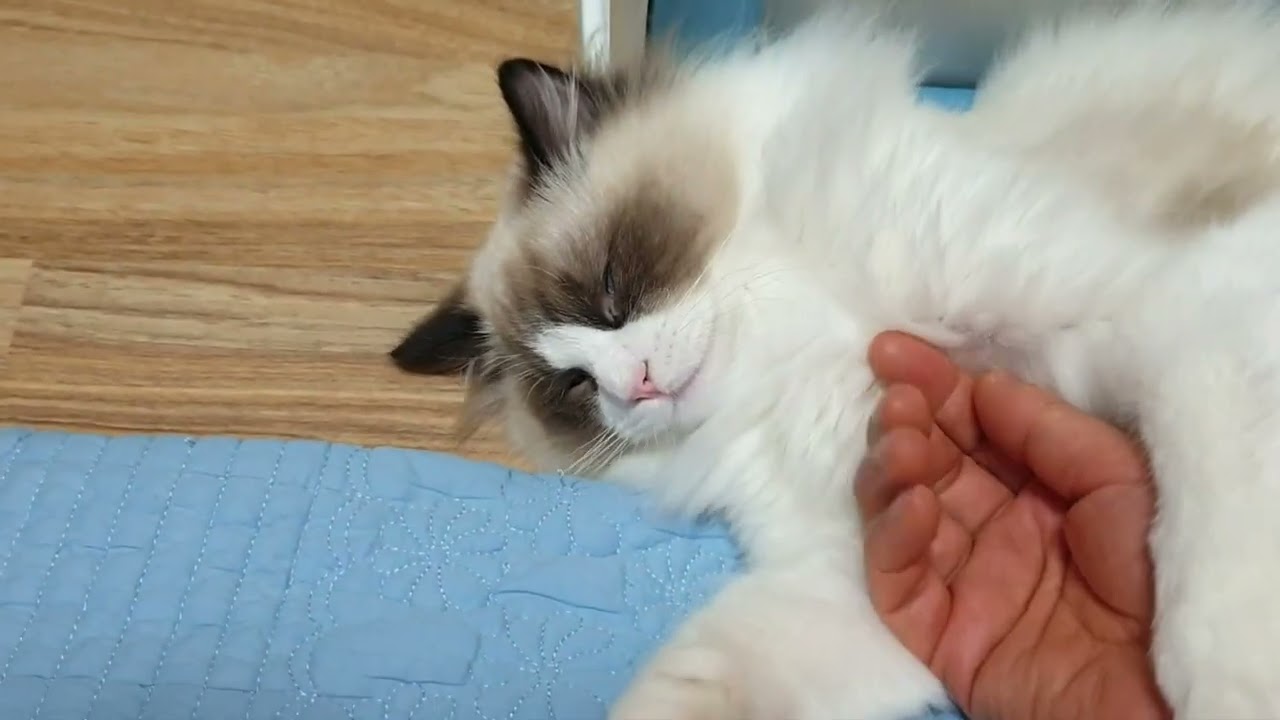 요미(보들보들..그만 만져요)