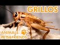 Cosas que no sabias de los Grillos - Animals pets & friends