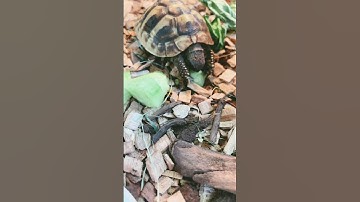 Turtle eating cucumber. #turtlewatching #turtleclub #cute #chill #pets #turtle
