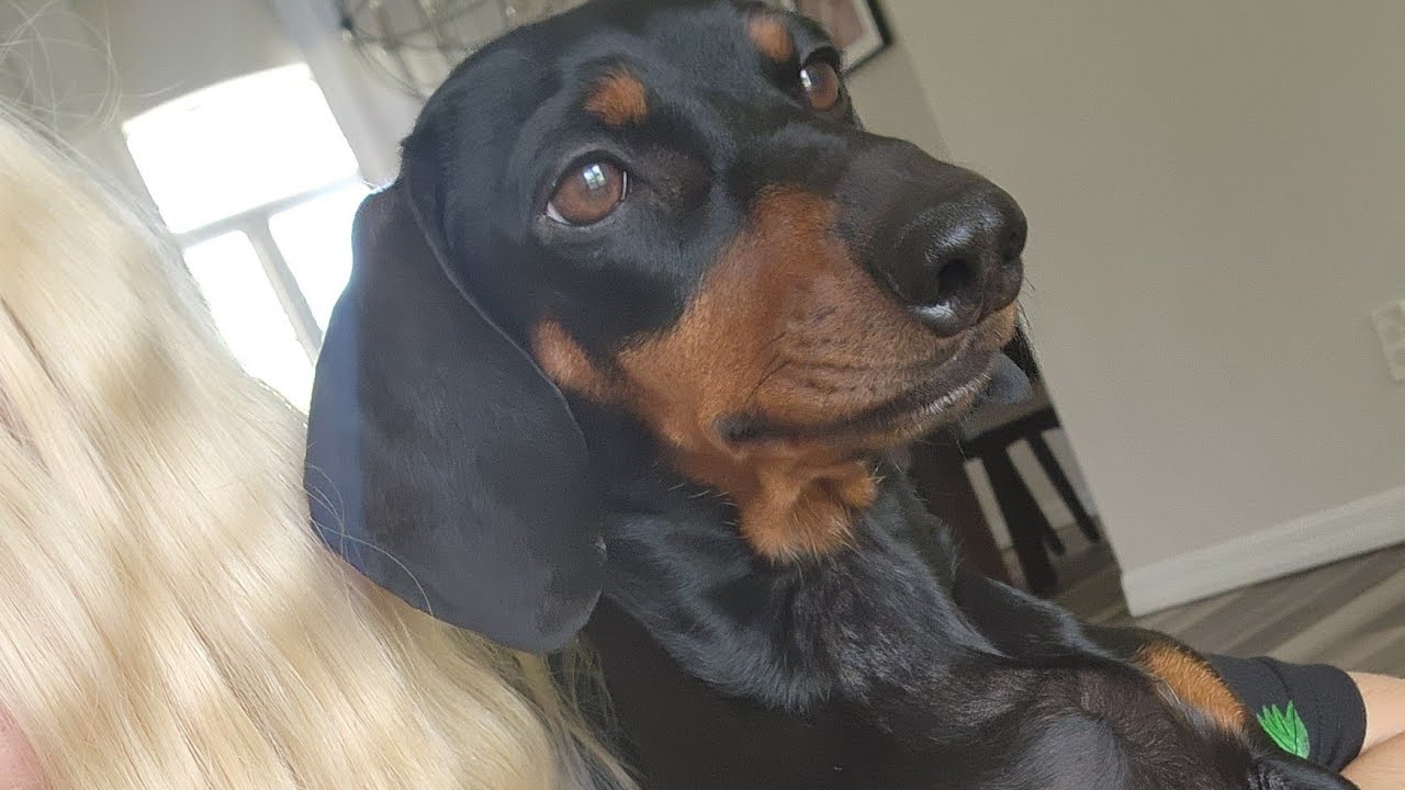 Heidi is feeling good today| Mini Dachshund| Mini Vlog - YouTube