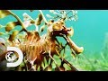 The Leafy Sea Dragon Is A Mythical Looking Creature! | Weird Creatures With Nick Baker