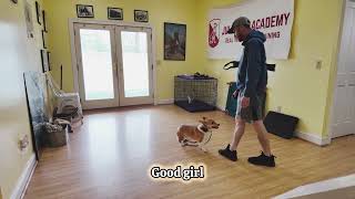 Gwendolyn the corgis first session by Julie's K9 Academy 11 views 8 hours ago 30 minutes