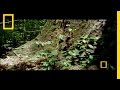 Elephant Video Comprehension Questions